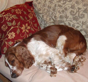 Dog Home Boarding Recommendation Staines Surrey 6